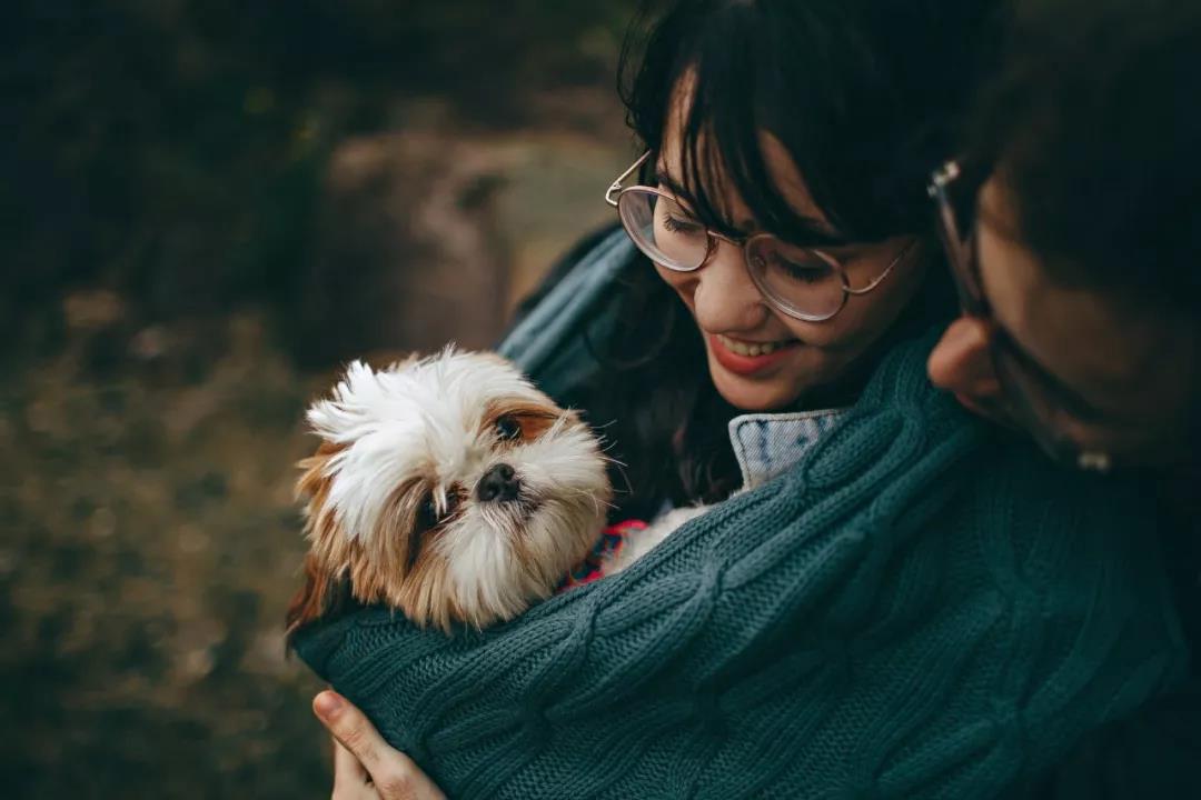 安徽宿城为做好犬类管理，上万只宠物狗登记在册_政策法规_宠物资讯_宠物家族网