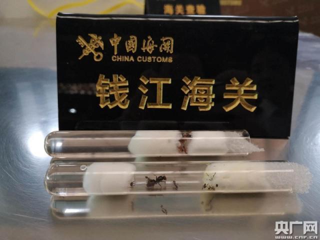 杭州海关首次截获十余只异类宠物蚁_政策法规_宠物资讯_宠物家族网
