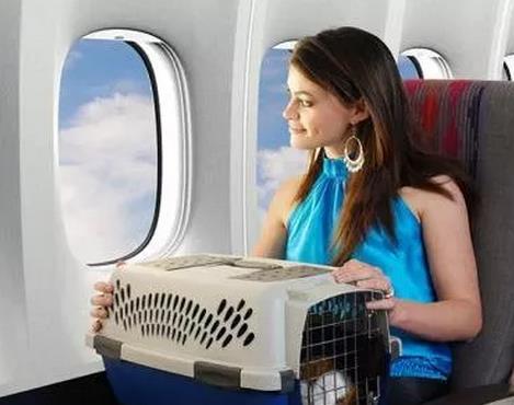 海南航空西安首例客舱宠物运输_政策法规_宠物资讯_宠物家族网