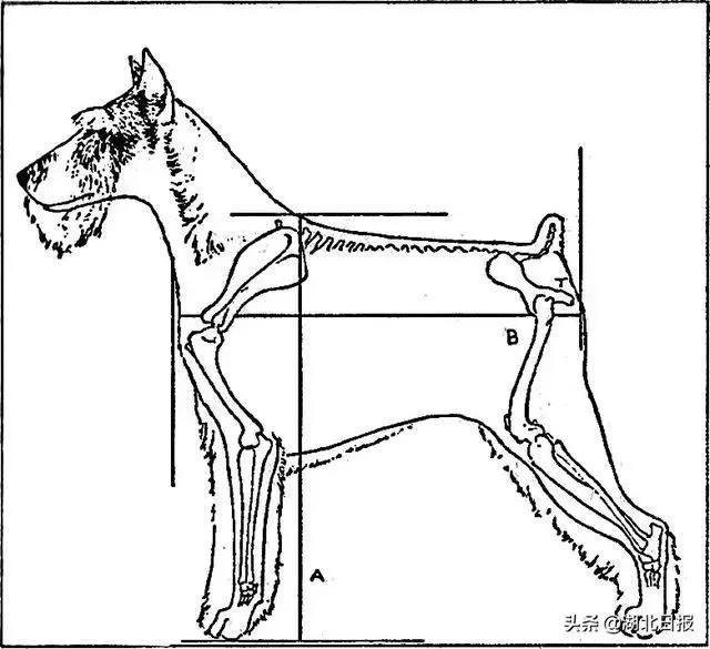 湖北最严禁犬令出台，禁止饲养35种犬只和提高超标的犬只！_政策法规_宠物资讯_宠物家族网