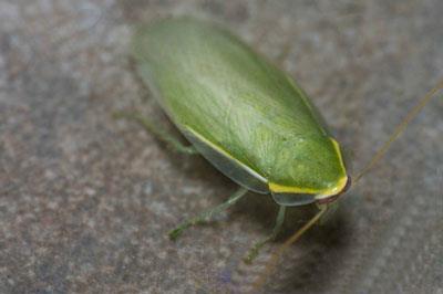 【古巴蟑螂】古巴蟑螂价格_古巴蟑螂图片_古巴蟑螂饲养方法_虫宠品种_宠物品种_宠物家族网