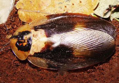 【死人头蟑螂】死人头蟑螂价格_死人头蟑螂图片_死人头蟑螂饲养方法_虫宠品种_宠物品种_宠物家族网