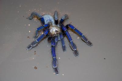 【新加坡蓝】新加坡蓝价格_新加坡蓝图片_新加坡蓝饲养方法_虫宠品种_宠物品种_宠物家族网