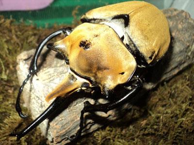 【毛象大兜虫】毛象大兜虫价格_毛象大兜虫图片_毛象大兜虫饲养方法_虫宠品种_宠物品种_宠物家族网