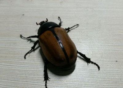 【五角大兜虫】五角大兜虫价格_五角大兜虫图片_五角大兜虫饲养方法_虫宠品种_宠物品种_宠物家族网