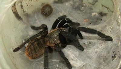 【虎纹捕鸟蛛】虎纹捕鸟蛛价格_虎纹捕鸟蛛图片_虎纹捕鸟蛛饲养方法_虫宠品种_宠物品种_宠物家族网