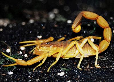 【以色列金蝎】以色列金蝎价格_以色列金蝎图片_以色列金蝎饲养方法_虫宠品种_宠物品种_宠物家族网