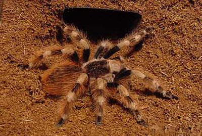 【巴西黑白脚】巴西黑白脚价格_巴西黑白脚图片_巴西黑白脚饲养方法_虫宠品种_宠物品种_宠物家族网