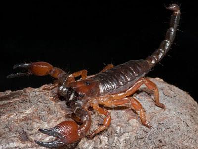 【红爪蝎】红爪蝎价格_红爪蝎图片_红爪蝎饲养方法_虫宠品种_宠物品种_宠物家族网