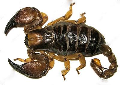 【黄爪蝎】黄爪蝎价格_黄爪蝎图片_黄爪蝎饲养方法_虫宠品种_宠物品种_宠物家族网