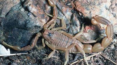 【地中海黄蝎】地中海黄蝎价格_地中海黄蝎图片_地中海黄蝎饲养方法_虫宠品种_宠物品种_宠物家族网