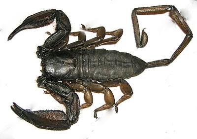 【扁石蝎】扁石蝎价格_扁石蝎图片_扁石蝎饲养方法_虫宠品种_宠物品种_宠物家族网