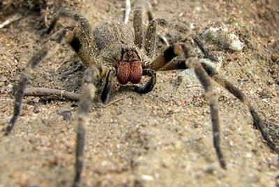 【巴西红毛】巴西红毛价格_巴西红毛图片_巴西红毛饲养方法_虫宠品种_宠物品种_宠物家族网