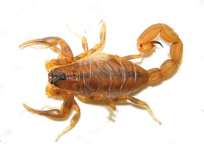 【肯亚橙间蝎】肯亚橙间蝎价格_肯亚橙间蝎图片_肯亚橙间蝎饲养方法_虫宠品种_宠物品种_宠物家族网