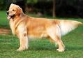 金毛幼犬到底应该怎么喂养呢?新手必看!_狗狗饲养_狗狗_宠物百科_宠物家族网
