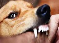 狗狗感染狂犬病多久会死?狗狗感染狂犬病潜伏期!