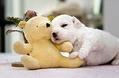 怎么帮幼犬增加抵抗力?新手必看!