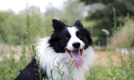 边境牧羊犬的鼻子掉皮是什么引起的?边境牧羊犬养护常识!