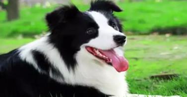 狗狗嘴巴很臭流口水, 有什么办法吗?