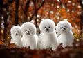 幼小比熊犬怎么训练?训练2个月比熊犬技巧!