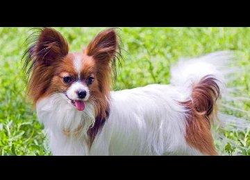 为什么越来越少人养蝴蝶犬？这5大原因不得不提！