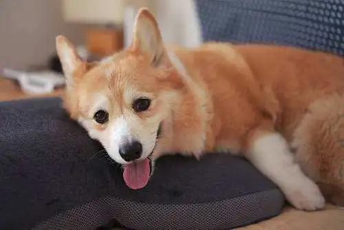请意识到维生素对幼犬生长的重要性