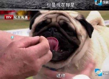 纯种狗的悲哀：人类是如何让它们走上绝路的？