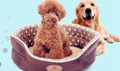 狗窝怎么消毒?狗窝消毒用什么消毒液?