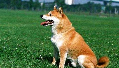 你家狗狗有这些坏习惯吗?你家狗狗有中招吗?