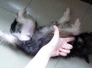 教狗狗装死的行为怎么训练?狗狗训练入门!