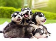 阿拉斯加要怎么训练?阿拉斯加犬训练方法!