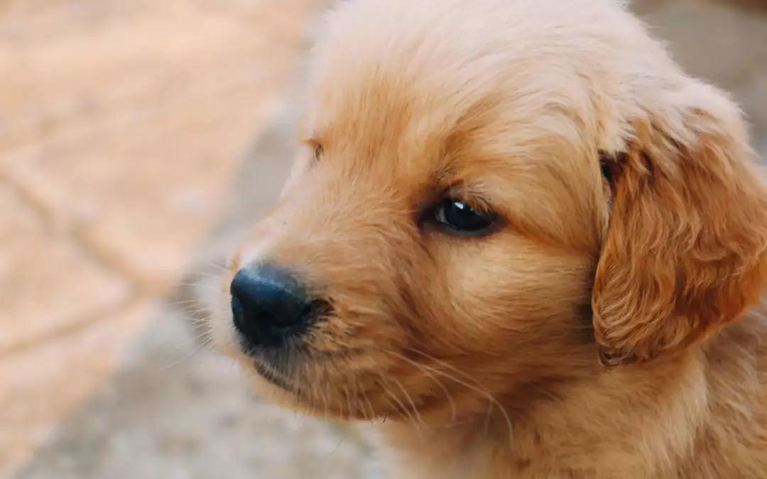 犬瘟热的可怕死亡率