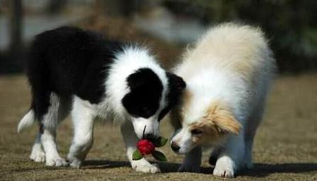 边境牧羊犬如何训练才能有好效果?边境牧羊犬训练技巧!