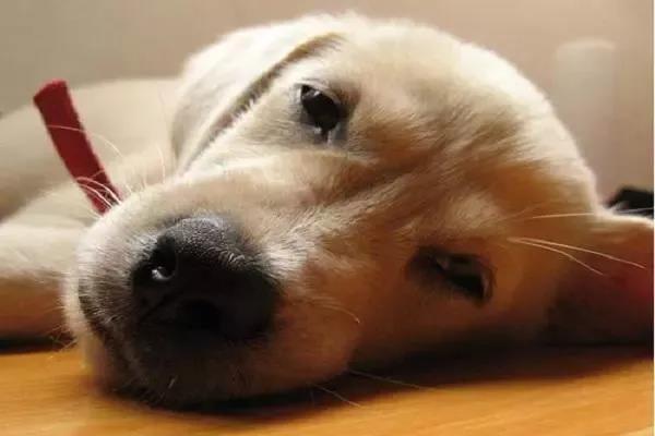 犬瘟热是什么，教你全面了解犬瘟热！