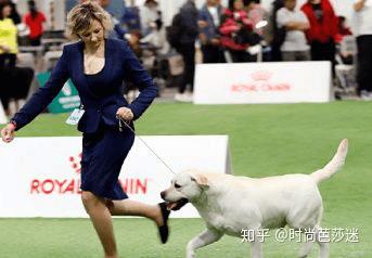 学会怎么科学喂养， 你的拉布拉多离赛级犬不远了