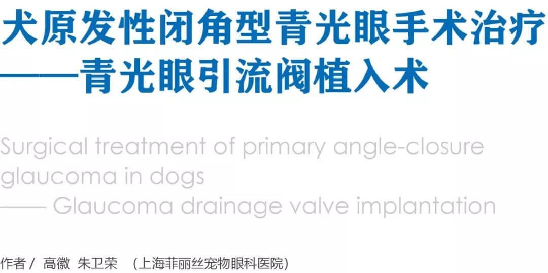 狗狗原发性闭角型青光眼手术治疗