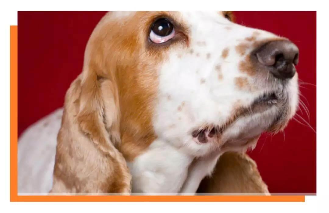 什么是老年犬症候群？主人需要做些什么？