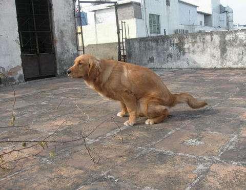 狗狗为什么会便秘，狗狗拉不出屎怎么办