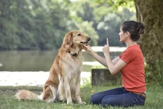 训练狗狗应该选择怎样的训练方式?如何才能得到好结果