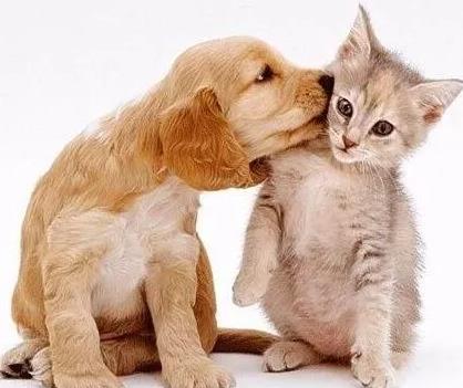 犬猫为什么会肾衰竭？是否能治疗好