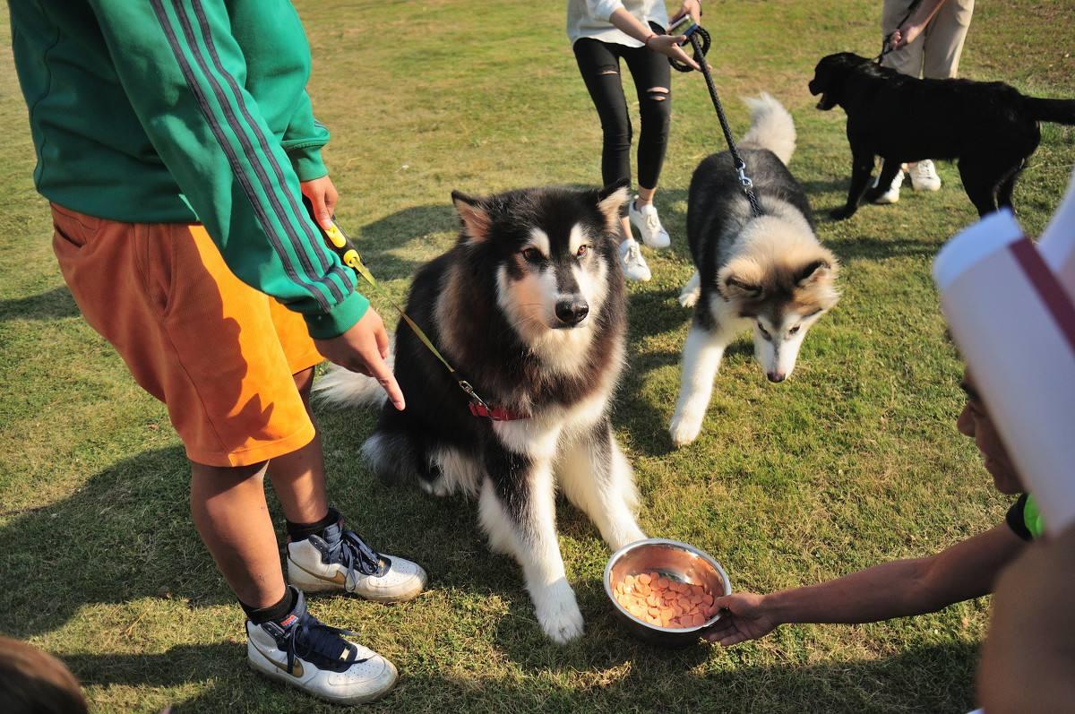 如何训练狗狗拒绝陌生人投食