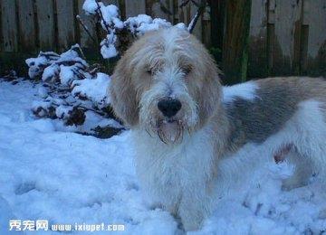 贝吉格里芬凡丁犬的体型特征及训练方法