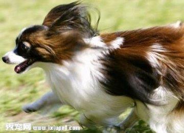 【狗狗训练】蝴蝶犬训练的方法教程及注意事项