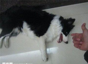 怎样训练边境牧羊犬装死？训练需注意什么？