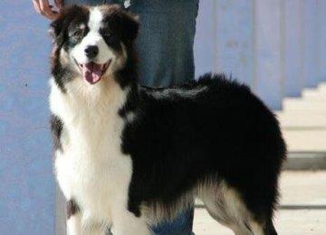 边境牧羊犬训练方法有哪些？训练需注意哪些事项？