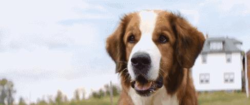 为什么有些狗狗的眼睛会变混浊？