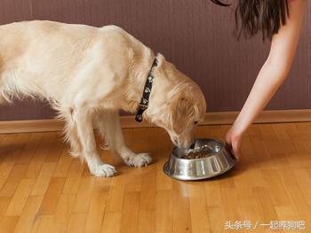 狗狗皮肤干燥怎么办