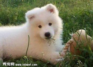 狗狗吃草是正常行为的一种本能