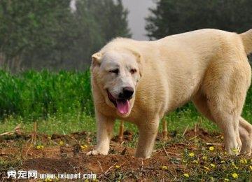 中亚牧羊犬的训练方法