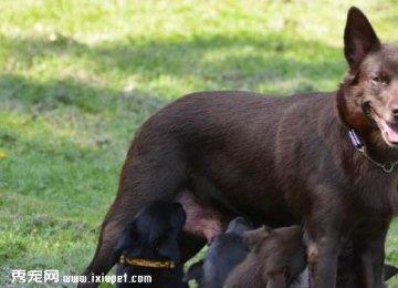 澳大利亚卡尔比犬外形特征_性格_训练_价格_饲养方法【图】